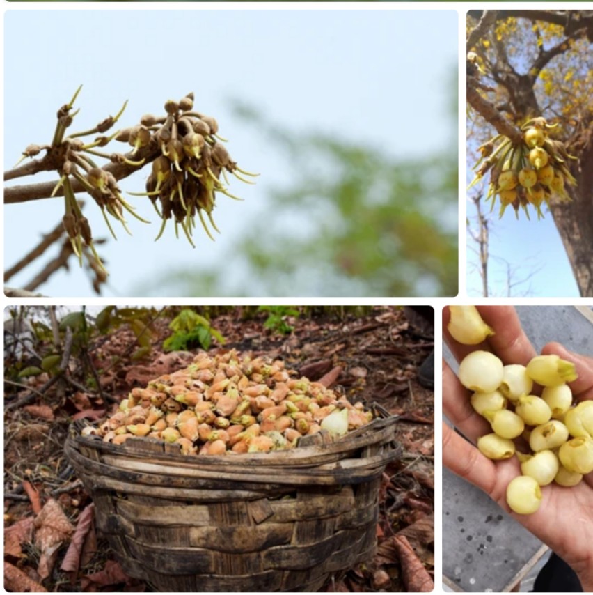 Madhuca Longifolia (Mahua)Flower