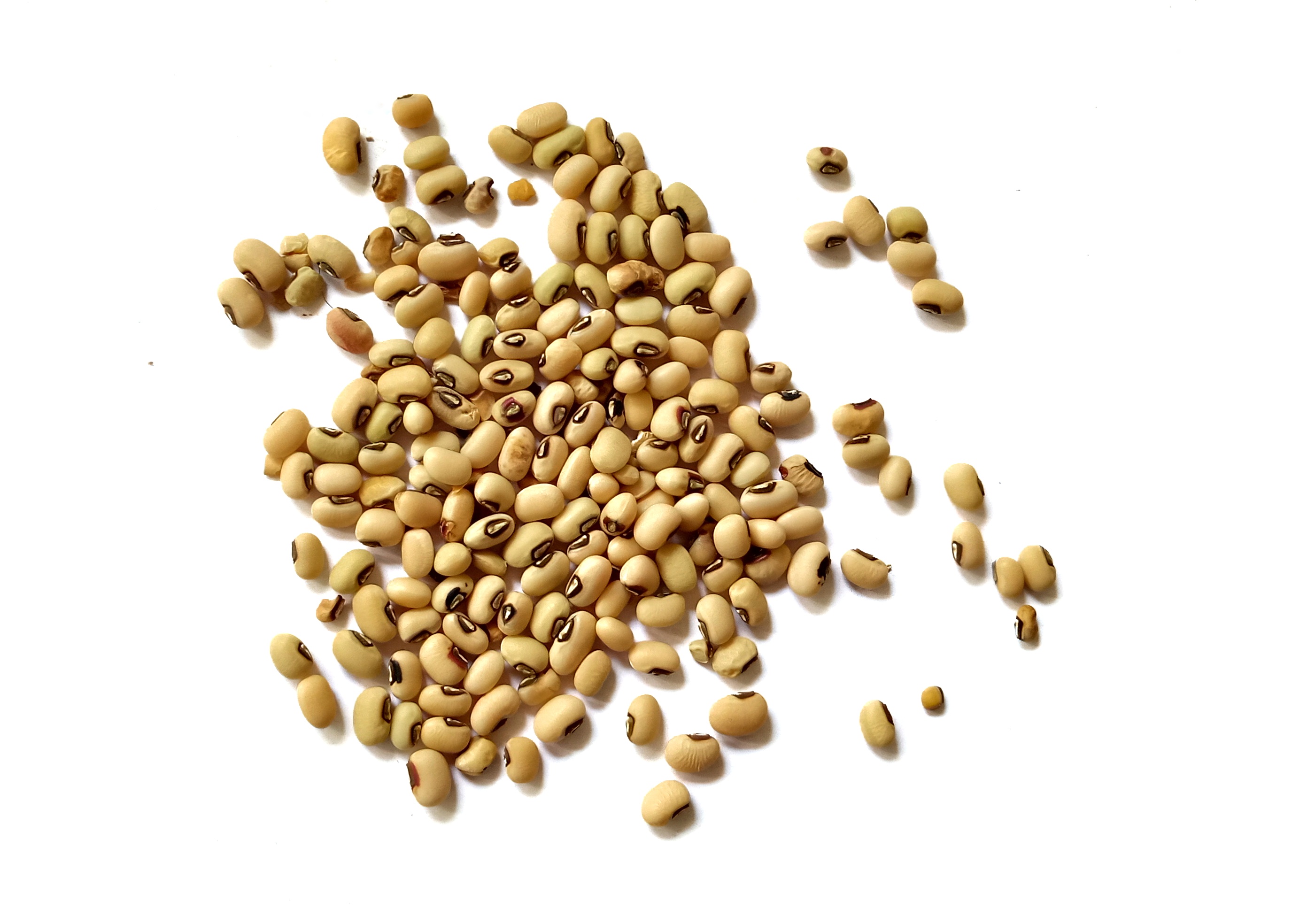 Shree Radhe Export Glycine Max ( Soyabean )