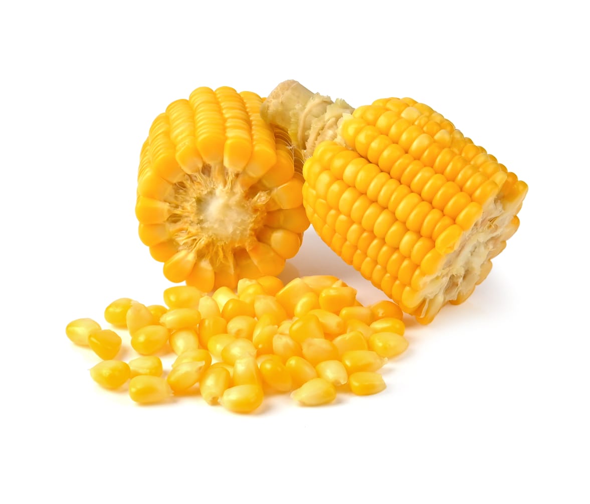 Shree Radhe Export Maize (Corn)