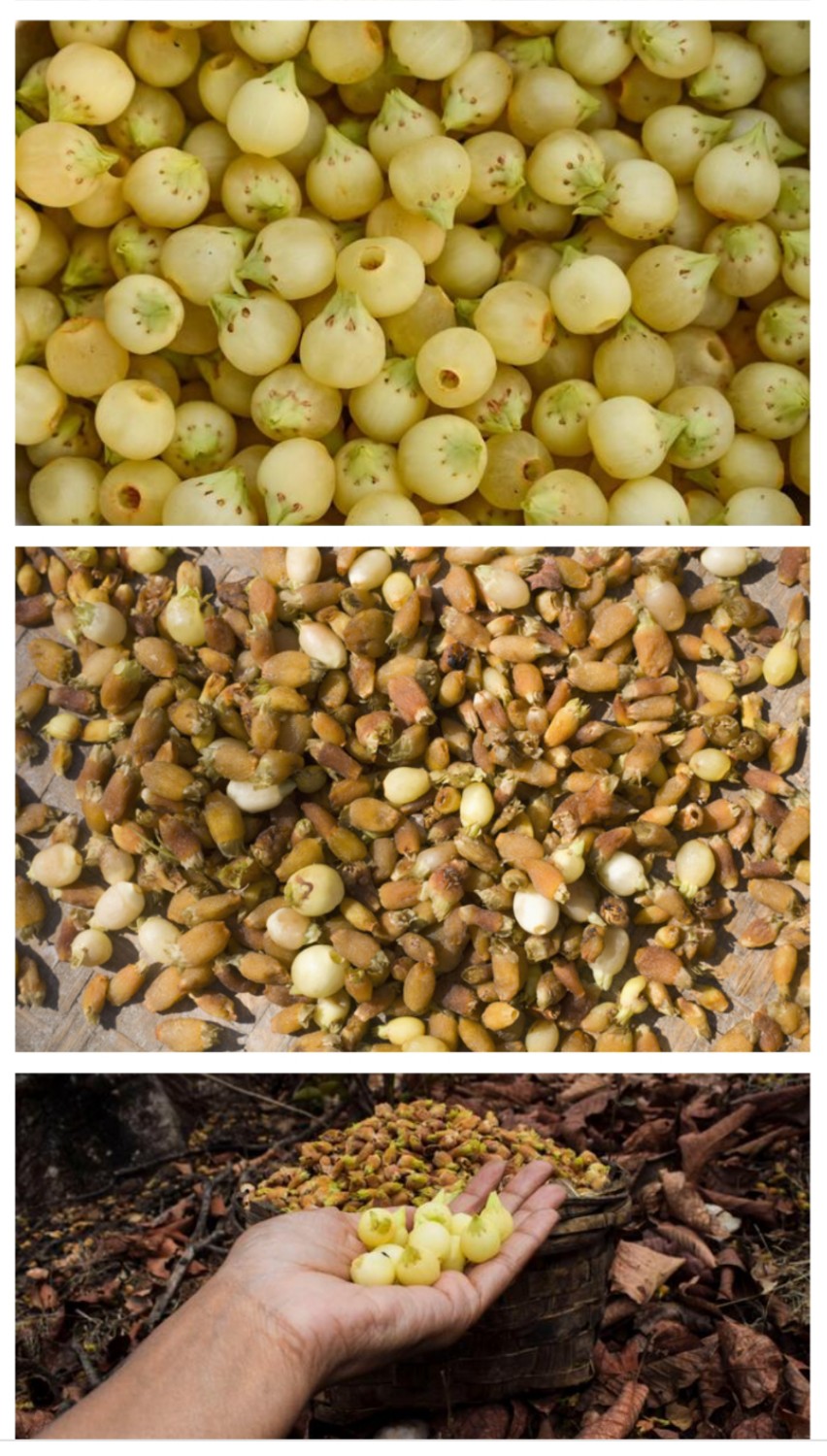 Shree Radhe Export Madhuca Longifolia (Mahua)Flower